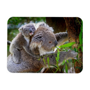 Ímã Cute Koalas