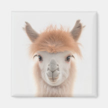 Cute Llama Magnet (Alpaca) | Recolhível