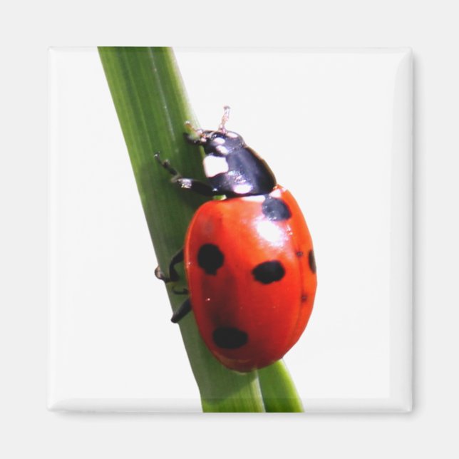 Imã Cute Red Spotted Ladybug (Frente)