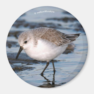 Imã Cute Sanderling Sandpiper Wanders