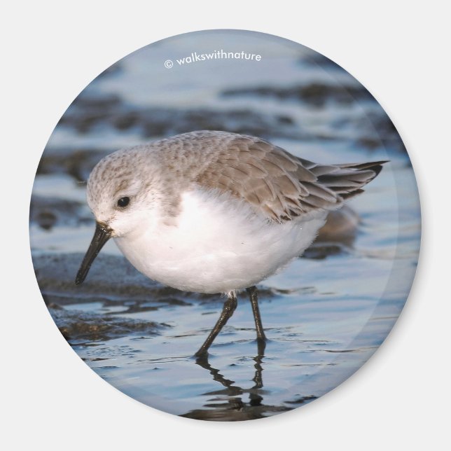 Imã Cute Sanderling Sandpiper Wanders (Frente)