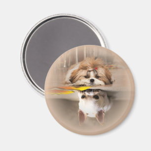 Imã Cute shih tzu e chihuahua