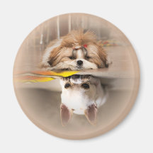 Cute shih tzu e chihuahua