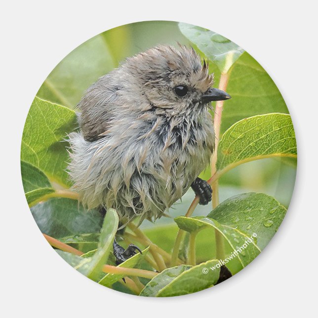 Imã Cute Wet Wee Bushtit no Laurel (Frente)