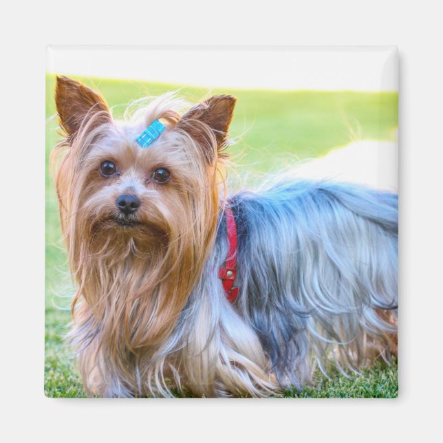 Imã Cute Yorkshire Terrier Dog Head Body Magnet (Frente)