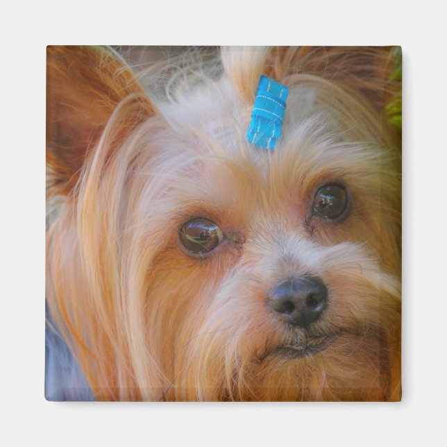 Imã Cute Yorkshire Terrier Dog Head Magnet (Frente)