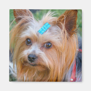 Imã Cute Yorkshire Terrier Dog Head Magnet