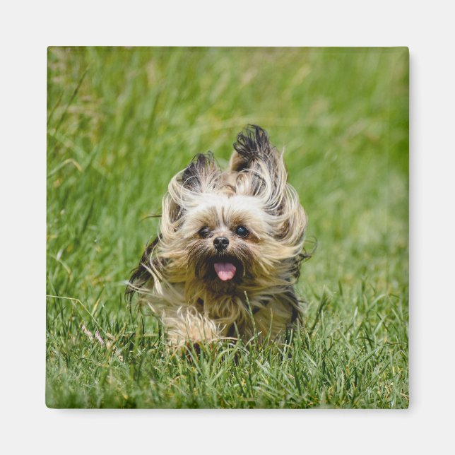 Imã Cute Yorkshire Terrier passando por Grass (Frente)