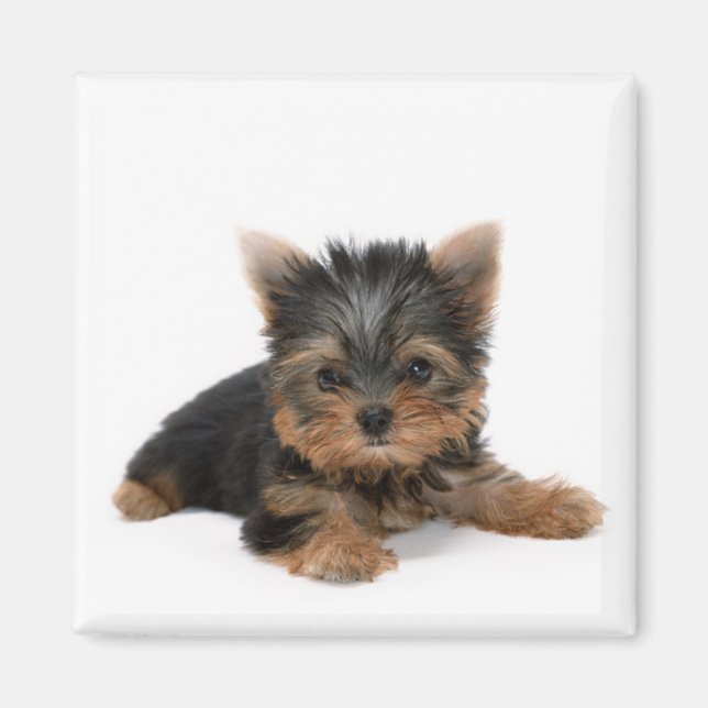Imã Cute Yorkshire Terrier Puppy (Frente)