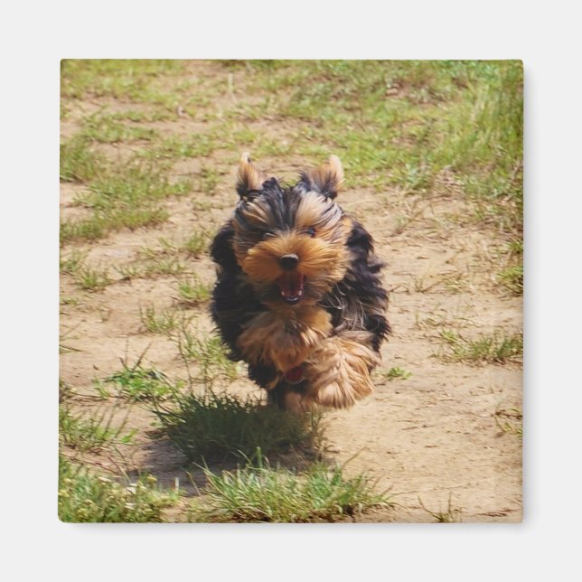 Imã Cute Yorkshire Terrier Puppy correndo (Frente)