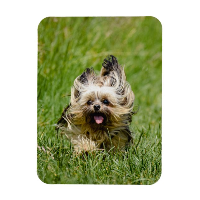 Ímã Cute Yorkshire Terrier Running Through Grass (Vertical)