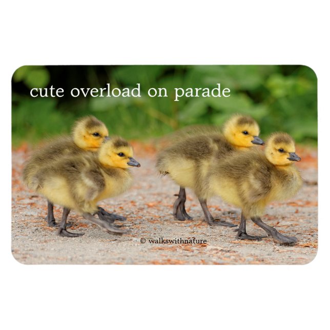 Ímã Cuteness on Parade: Goslings de Ganso do Canadá (Horizontal)