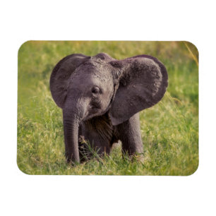 Ímã Cutest Baby Animals Baby Elephant Kenya Africa