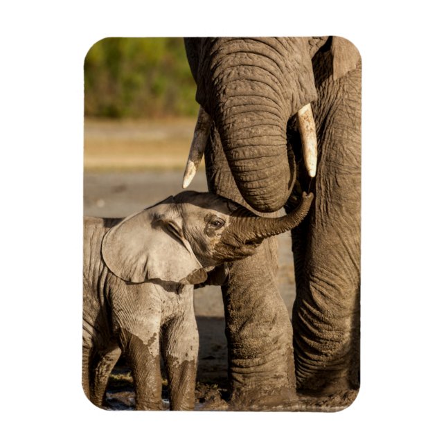 Ímã Cutest Baby Animals | Baby Elephant & Mama (Vertical)
