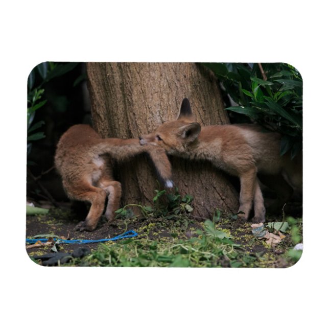 Ímã Cutest Baby Animals | Baby Foxes Playing (Horizontal)