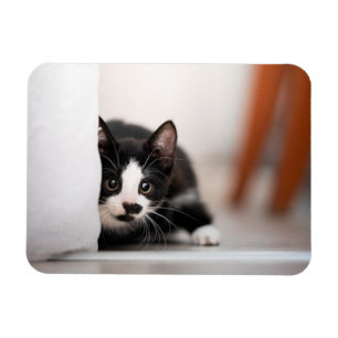 Ímã Cutest Baby Animals Black & White Kitten