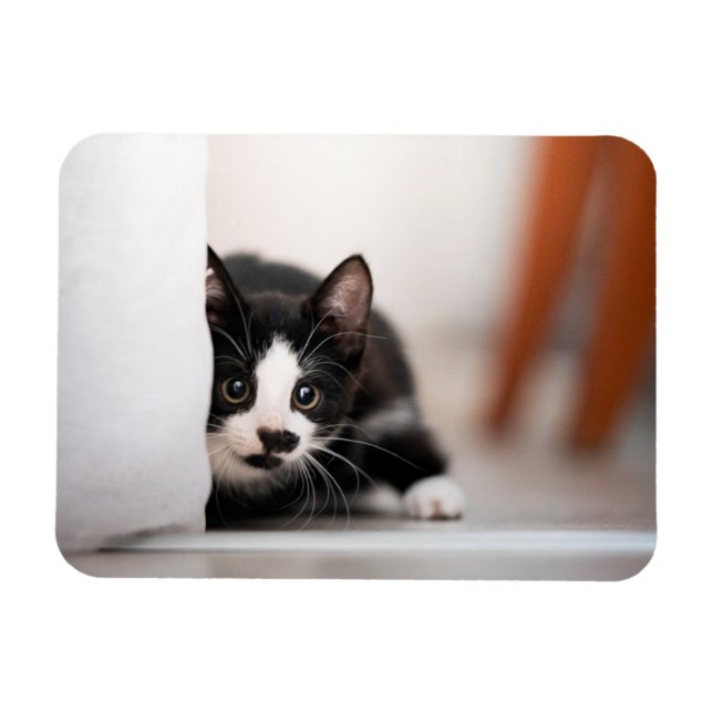 Ímã Cutest Baby Animals | Black & White Kitten (Horizontal)
