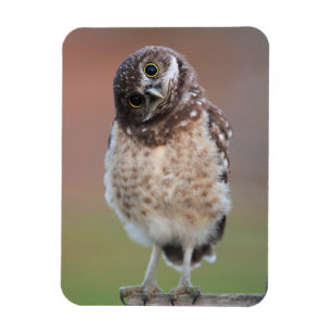 Ímã Cutest Baby Animals   Burrowing Owl Owlet