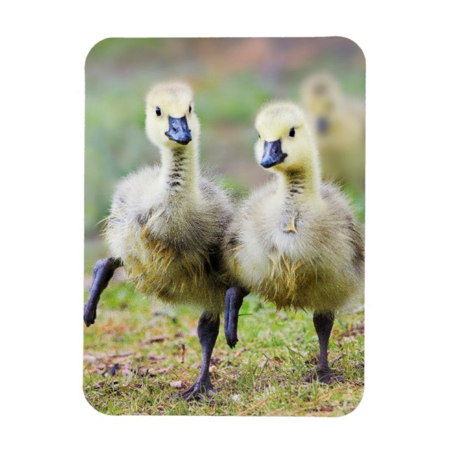 Ímã Cutest Baby Animals | Canadian Goose Goslings (Vertical)