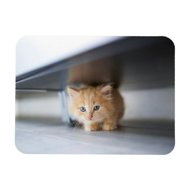 Ímã Cutest Baby Animals | Fluffy Orange Kitten (Horizontal)