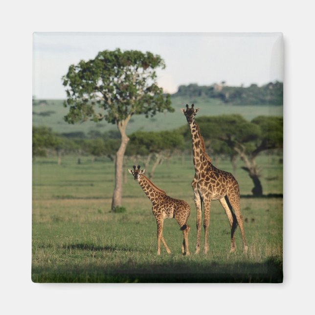 Imã Cutest Baby Animals | Giraffe Calf & Mama (Frente)