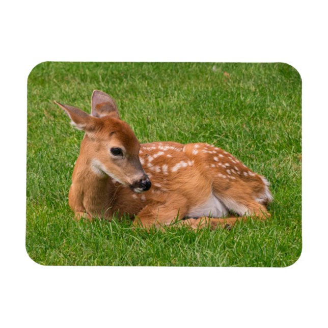 Ímã Cutest Baby Animals | Little Fawn (Horizontal)