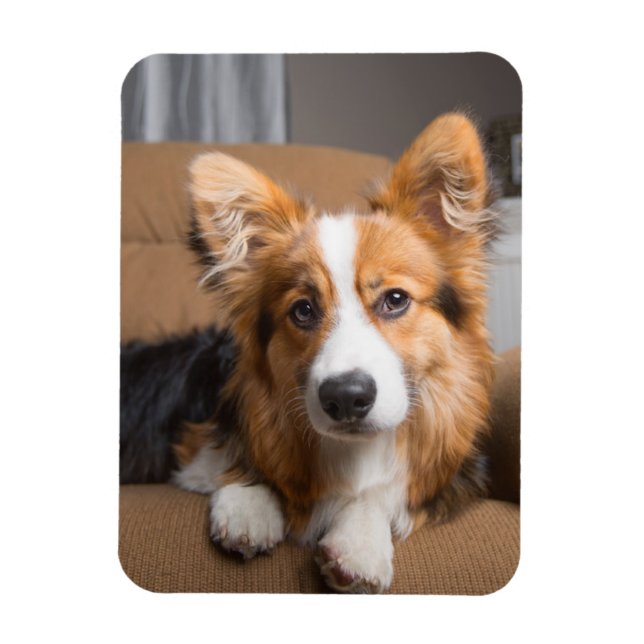 Ímã Cutest Baby Animals | Long Hair Corgi Puppy (Vertical)