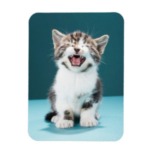 Ímã Cutest Baby Animals Meowing Baby Kitten
