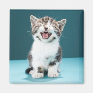 Imã Cutest Baby Animals Meowing Baby Kitten