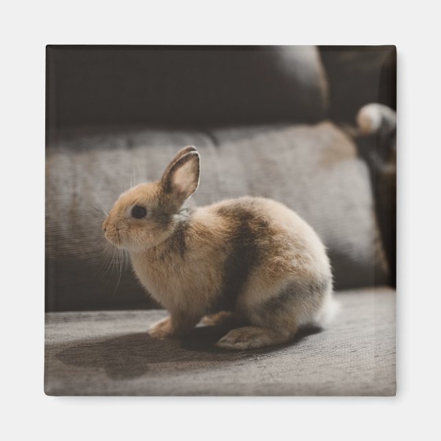 Imã Cutest Baby Animals | Netherland Dwarf Rabbit (Frente)