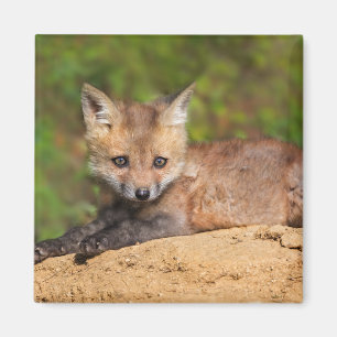 Imã Cutest Baby Animals Red Fox Pup