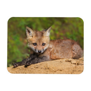 Ímã Cutest Baby Animals Red Fox Pup