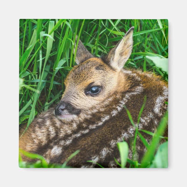 Imã Cutest Baby Animals | Roe Deer Baby (Frente)