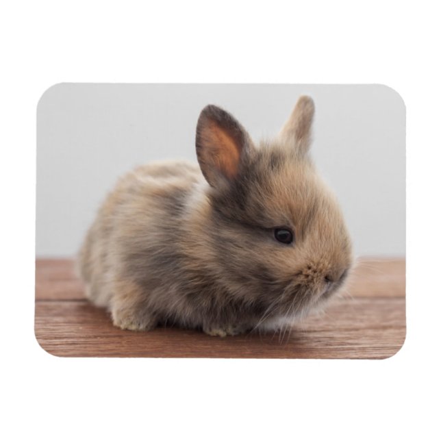 Ímã Cutest Baby Animals | Tiny Baby Bunny (Horizontal)