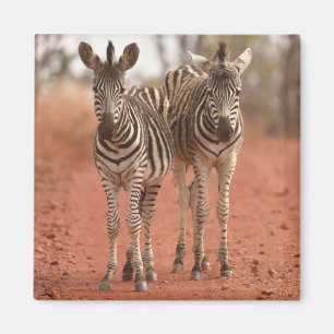 Imã Cutest Baby Animals Two Young Zebras