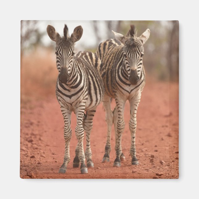 Imã Cutest Baby Animals | Two Young Zebras (Frente)