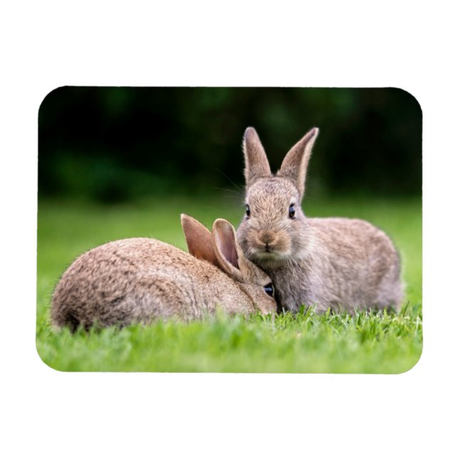 Ímã Cutest Baby Animals | Wild Bunny Rabbits (Horizontal)