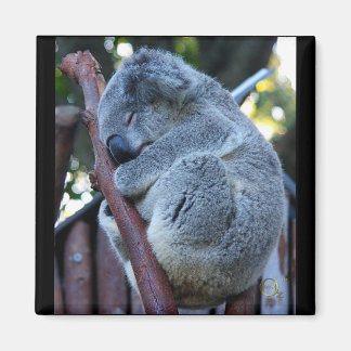 Imã Cutie Pie Koala