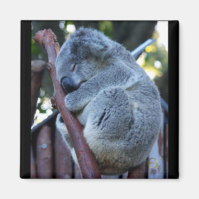 Imã Cutie Pie Koala (Frente)