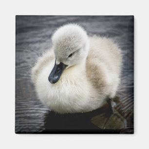Imã Cygnet da cisne   do bebê