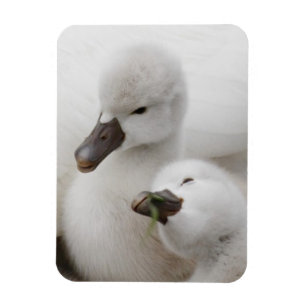 Ímã Cygnets da cisne muda