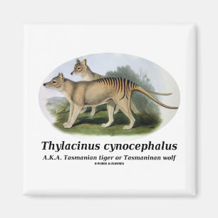 Imã Cynocephalus do Thylacinus (tigre ou lobo