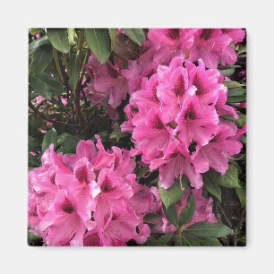 Imã Cynthia Rhododendrons, Oregon