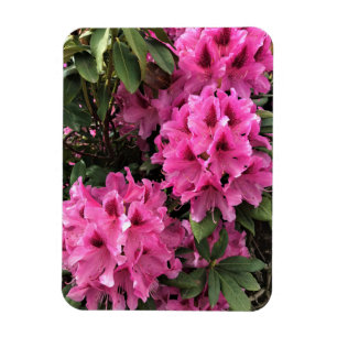 Ímã Cynthia Rhododendrons, Oregon