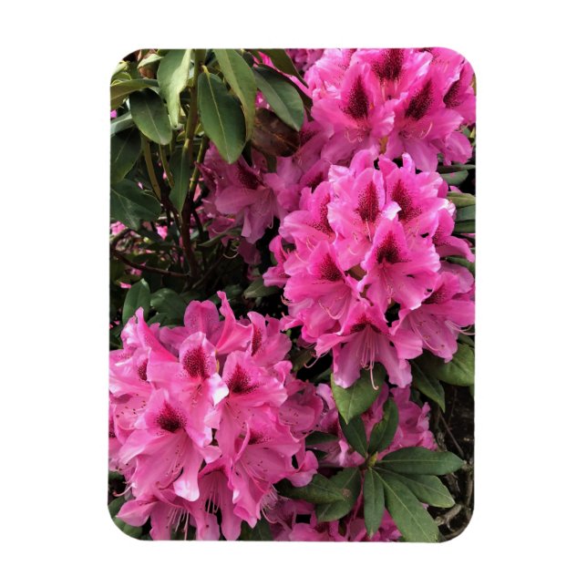 Ímã Cynthia Rhododendrons, Oregon (Vertical)