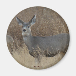 Imã D14 Mule Deer Doe
