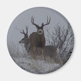 Imã D21c Mule Deer Bucks