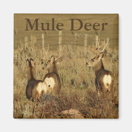 Imã D30 Mule Deer Bucks