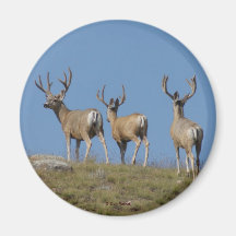 D9 Mule Deer Bucks em Velvet