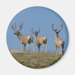Imã D9 Mule Deer Bucks em Velvet